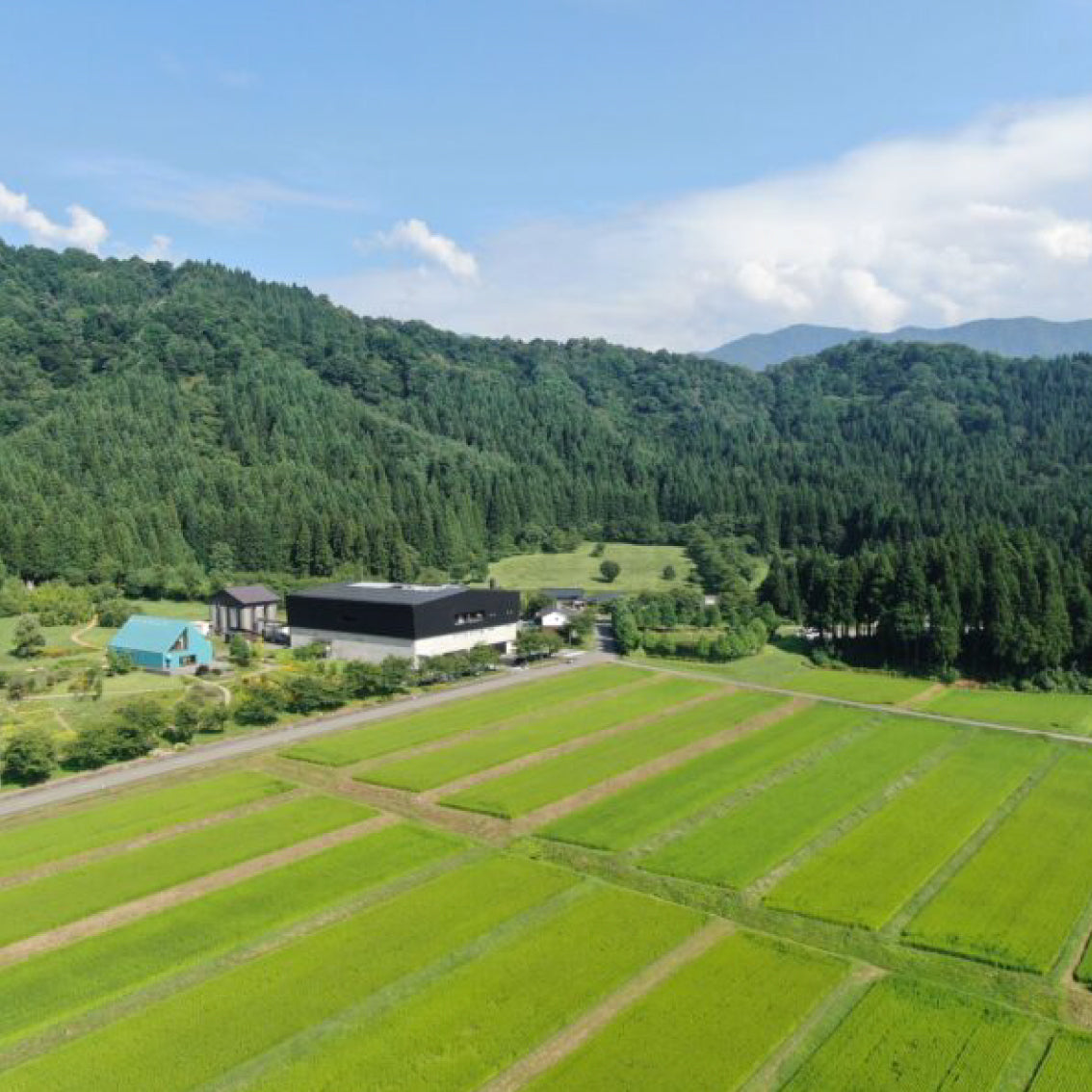 八海山 本格米焼酎 オーク樽貯蔵 風媒花(ふうばいか)